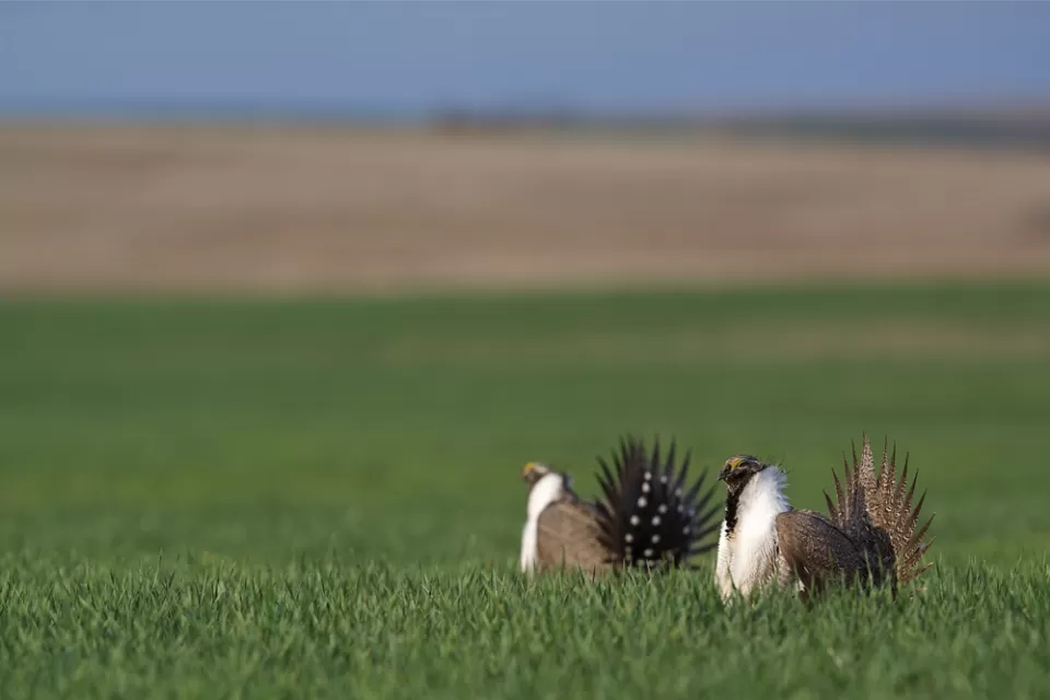 Species Protection